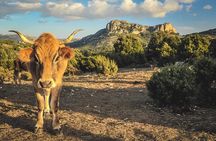 Jeep tour Between Land & Sea - Orosei & Capo comino