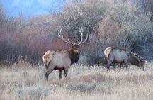 Yellowstone & Grand Teton National Parks - Ultimate Wildlife Safari