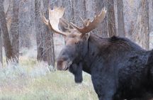Yellowstone & Grand Teton National Parks - Ultimate Wildlife Safari