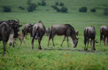 3 Days Serengeti & Ngorongoro Crater group safari