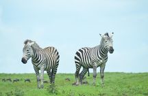 3-Day Private Serenget Follow the Great Wildebeest Migration