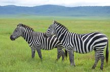 3 Days Serengeti & Ngorongoro Lodge Safari