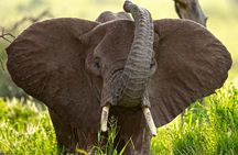 5 Days Big Five Adventures Luxury Lodge Safari in Tanzania