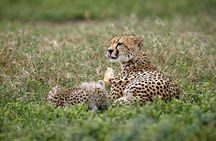 3 Days Luxury Lodge Safari in Tanzania