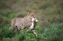 3 Days Luxury Lodge Safari in Tanzania
