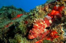 RECREATIONAL DIVE (certified divers only) : Explore Canarian Sealife 