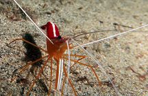 RECREATIONAL DIVE (certified divers only) : Explore Canarian Sealife 