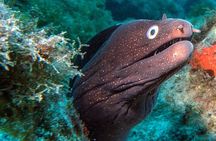 RECREATIONAL DIVE (certified divers only) : Explore Canarian Sealife 