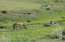 Authentic Mongolian two days tours in Terelj & Khustai National P