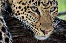 3 Days Luxury Lodge Safari in Tanzania