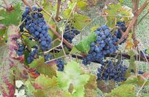 "Sweet Hills of Chianti & San Gimignano" with Lunch & 2 Tastings