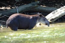2 Nights in Drake Bay + Corcovado National Park