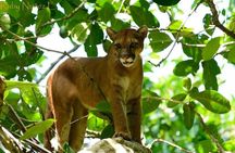 2 Nights in Drake Bay + Corcovado National Park