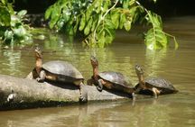 1 Night in Tortuguero + Tour to the Tortuguero National Park 