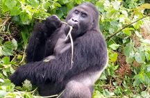 1 Day Gorilla Trekking Rwanda