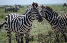 3 Days private safari Tarangire ,Ngorongroro crater &Manyara