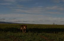 4 Days Tarangire ,Serengeti &Ngorongoro crater group Tour 