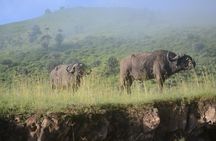 6 Days lodge &camping tour Serengeti ,Tarangire ,Ngorongoro Crater and Manyara