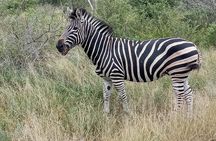 Pilanesberg Safari Day Tour