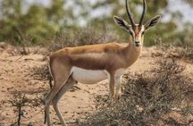 Souss Massa National Park From Agadir