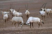 Souss Massa National Park From Agadir