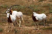 Souss Massa National Park From Agadir