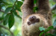 Sloths Lovers Tour. Puerto Limon Shore Excursion