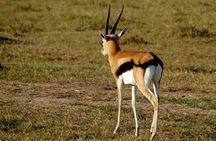 3 days Maasai Mara wildebeest migration safari