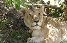 3 days Maasai Mara wildebeest migration safari