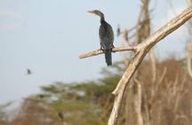 3 days Maasai Mara wildebeest migration safari