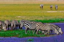 7 Days Into the Wild Wonder : Lodge Safari with Private 4x4 JEEP