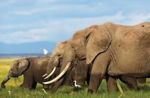 7 Days Into the Wild Wonder : Lodge Safari with Private 4x4 JEEP