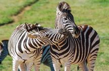 Addo Elephant National Park Safari Tour with Guide