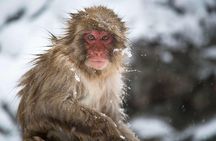 Nagano Private Two Day Tour 
