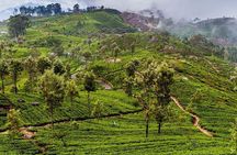 Day Excursion to Lipton Seat & Dambatenne Tea Factory from Ella