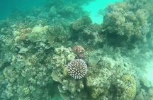 Snorkeling At Misali Island