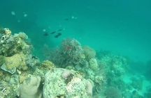 Snorkeling At Misali Island
