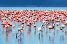 2-Day Flamingo Tour to Lakes Bogoria and Nakuru from Nairobi