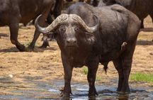 Selous/Nyerere National Park Day Trip 