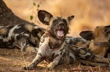 4 Day Selous & Mikumi Park with Boat Safari & Masai Culture