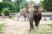 2 day 1 night Elephant World Kanchanaburi from Bangkok