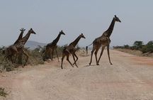 Nairobi tour and giraffe centre
