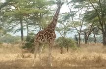 Nairobi tour and giraffe centre