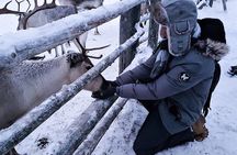 Guided reindeer farm visit and one hour sledge safari