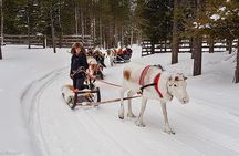 Guided reindeer farm visit and one hour sledge safari