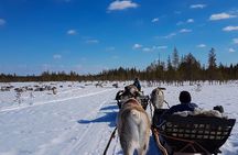Guided reindeer farm visit and one hour sledge safari