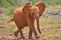 Nairobi Guided Day Tour to Giraffe Center & Elephant Orphanage