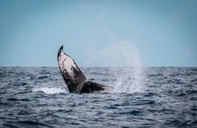 Maui Whale Watching: 2-Hour Small Group Raft Tour from Lahaina