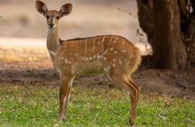 6 Days Selous ,Mikumi Udzungwa National + Boat Safari +Masai culture