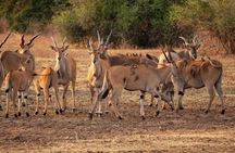 3 Days Mikumi & Udzungwa National Park + masai culture